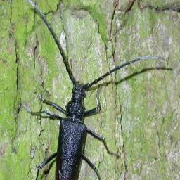 insectes's profile picture. toutes les infos et photos d'insectes, coccinelles, libellule, abeille, frelon, scarabés, punaises etc...