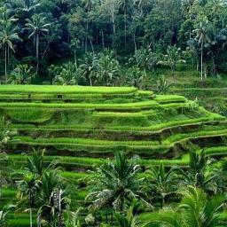 The Payogan Ubud Tour
Contact: +62 818 558 733 | I Gede Sudira
