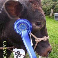 Kingsbridge Show (@kingsbridgeshow) 's Twitter Profile