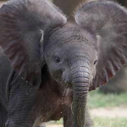JokesElephant's profile picture. Do you love Jokes? Do you love Elephants? Yes? Then give us a follow and get some hilarious bad jokes!