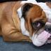 Bulldog Sports (@bulldawghouse) Twitter profile photo