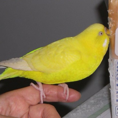 黄色いインコ 4361ya Twitter 黄色いインコ 4361ya Twitter