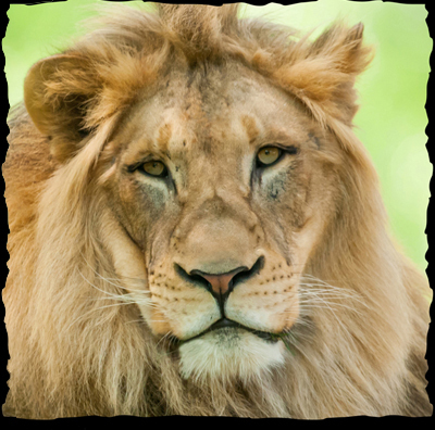 CincyZooLion