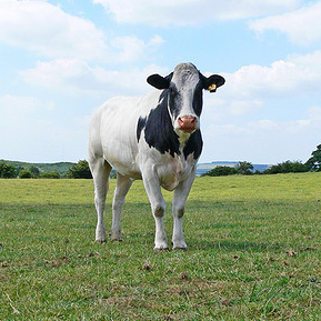 Seen but not herd. *NOT* a parody how dare you. #thearchers