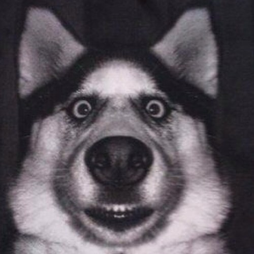 Animal_Mates's profile picture. Comedian, Blogger and that dude in the street you just want to punch for no reason