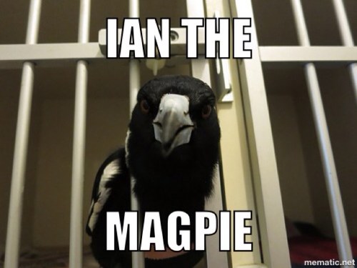 clepto magpie gangster