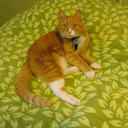 Kimberly Wildman - @renebabe2016 - Twitter