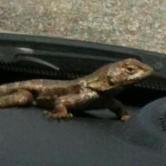 DashLizard's profile picture. The fictional adventures of a real lizard. #DashboardLizard