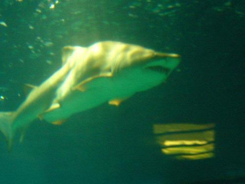 Sovranitutti's profile picture. Preoccupato per il futuro dei miei figli.