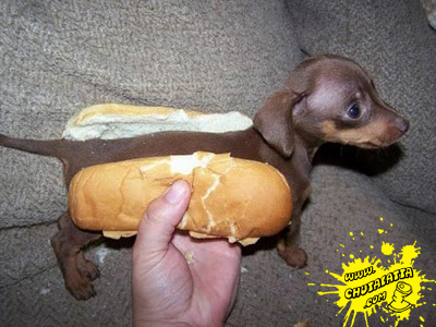 Sarcasmo , que es eso ? se come? con quechup queda bien? los que buscan twitts literales, siganme #LITERALMENTE