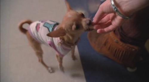 Who fed Coco Chanel?