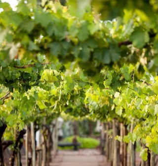 First Luxury lodge at the foothills of the Andes, surrounded by 300 acres of Vineyards. Heart of Mendoza Wine Country
