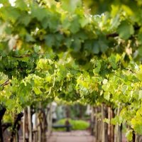 Cavas Wine Lodge (@cavaswinelodge) 's Twitter Profile