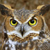 Barn Owl (@BarnOwl8) Twitter profile photo