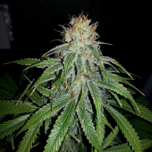 Legal Canadian Medical Marijuana grower and care giver. Spreading my buds bongs and good vibes.

Follow me on Instagram:Windforce420