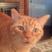 Allison (@amoss5m) 's Twitter Profile
