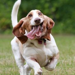 NashvilleHound's profile picture. Tracking down the best coffee, tables, and outlet-to-macbook ratios in  The Music City