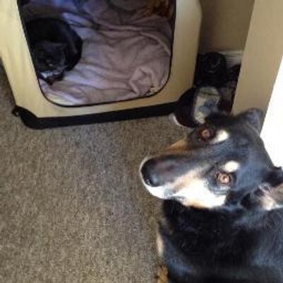 LOST PETS YYC PetRecoveryYYC X