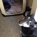 LOST PETS YYC (@petrecoveryyyc) Twitter profile photo