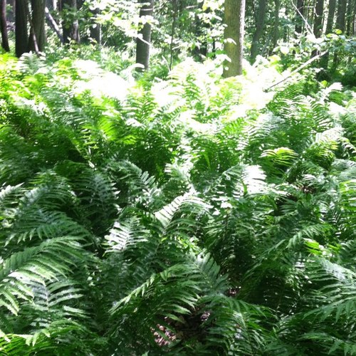 kwpalms's profile picture. Mother, wife, nurse, runner, tree hugger