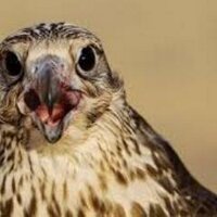 batka b (@nachinshonkhor) 's Twitter Profile