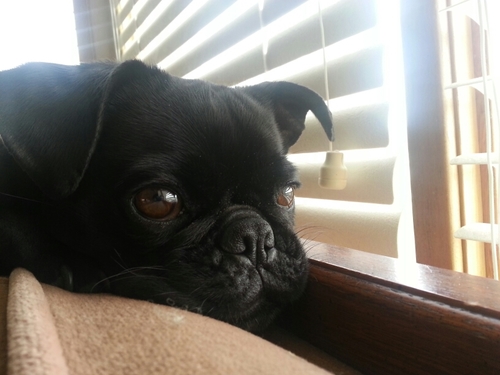 Bizzy2829's profile picture. 