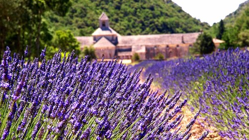 zooolive's profile picture. 