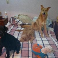 silvia yañez prado (@pradosyp1) 's Twitter Profile
