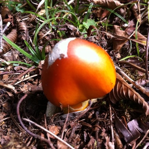 まむこ Mamuco8 Twitter