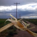 Ella Thorpe - @Williedog515 - Twitter