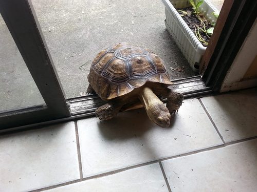 RieveC's profile picture. Occupational Therapy Assistant, alternative medicine enthusiast, animal lover, nature fanatic, friend to many, believer in all.