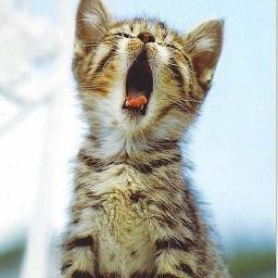 salikhsalikhov's profile picture. 