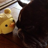 Thea (@hirokkuma0209) 's Twitter Profile