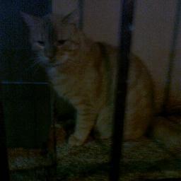 baburortegen's profile picture. heavy metal forever