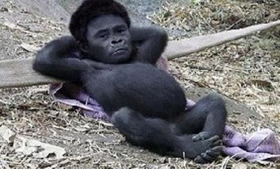 chizmah's profile picture. critter，ダウンタウン、めちゃイケ、極楽とんぼetc。。。