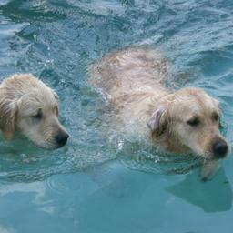 HYDRACARE's profile picture. hydracarejogging@gmail.com
Tappeto mobile in Acqua Mod. HydraCare  Jogging
per fisioterapia, riabilitazione ed allenamento  dei Cani e piccoli animali.