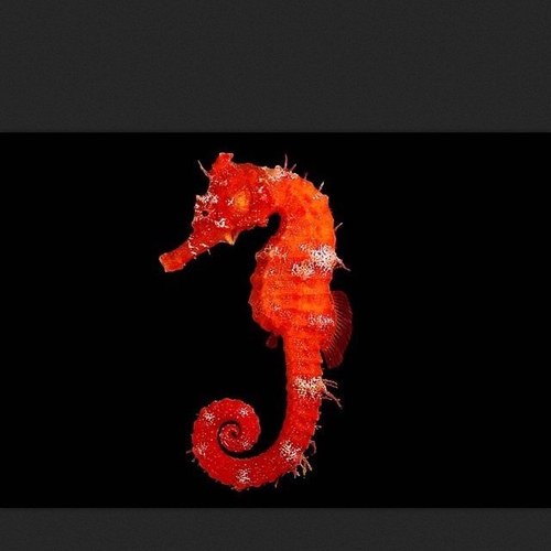 SeahorseL's profile picture. Swimmin around, callin it as it is.