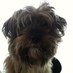 Kate Richardson (@kate_whisp) Twitter profile photo