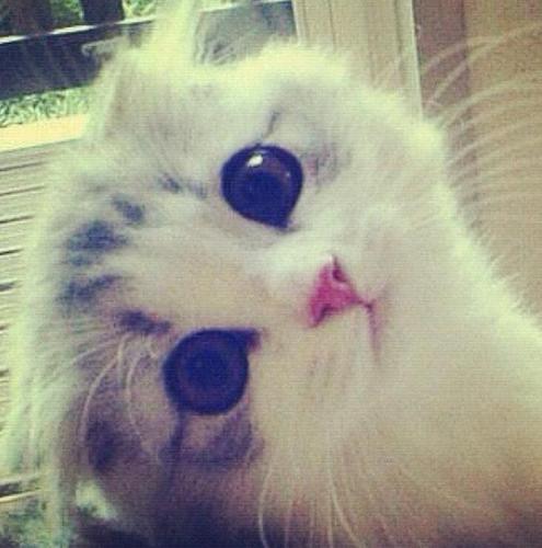 Loving taylor swift and cute, little meredith.♥