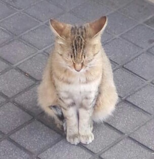 tantacatansan's profile picture. Disneyにはまってます/ マイペースで自由奔放。