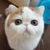 猫猫アルバム (@catpic_album) Twitter profile photo 猫猫アルバム (@catpic_album) Twitter profile photo