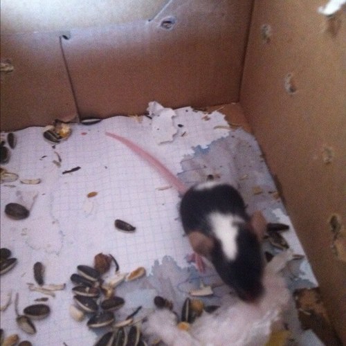 MusetGambi's profile picture. GYM NO PAIN NO GAME