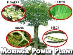 Moringa is nature’s “miracle tree” Healer, Nourisher, Beautician, Humanitarian.