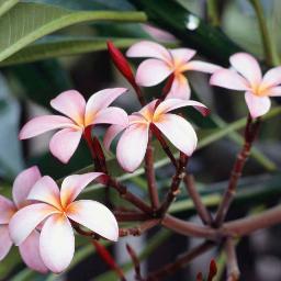 tubebesitasever's profile picture. 