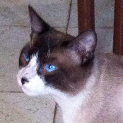 gustavopayan's profile picture. Computer Man