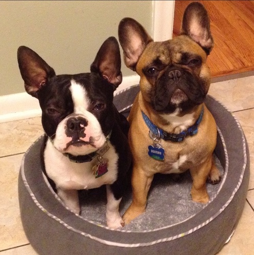 Frog_Beans's profile picture. Hi!  We are Bruno & Rod (Frog & Beans).  Bruno is a French Bulldog and Rod is a Boston Terrier.  Follow us and enjoy our shenanigans!