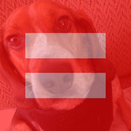 My name is Barney and I am a dog. I love to sleep all day, play with my sister, Serena, and eat all the food. Follow me!