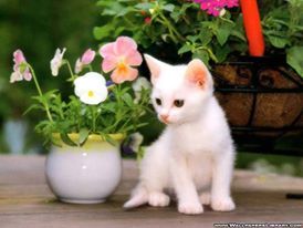 salut tous
