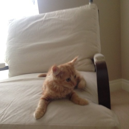 Nahla_the_cat's profile picture. Just a cat trying to do me. ✌