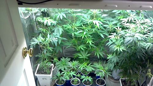 Prop. 215 patients providing medical cannabis deliveries to other qualified patients here in the I.E.